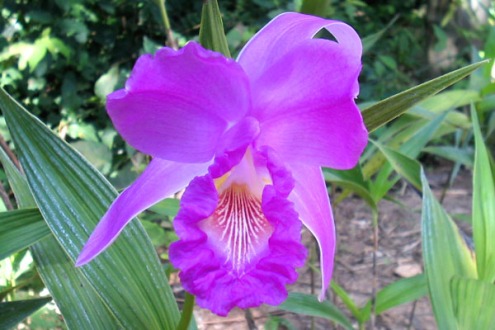 orquideas04.jpg